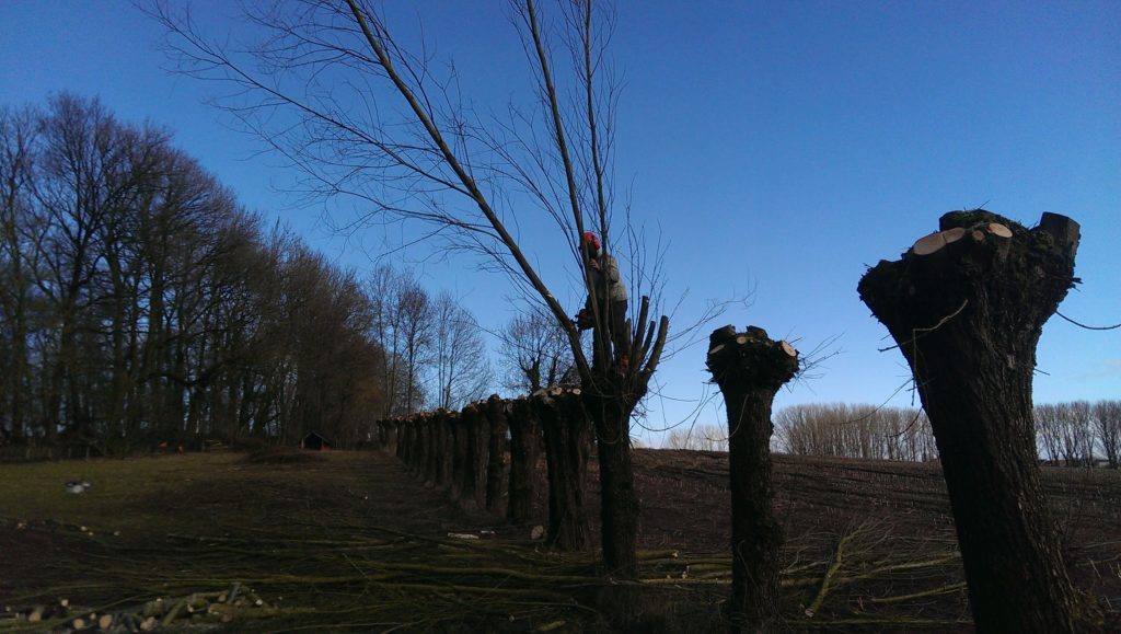 Knotten van bomen