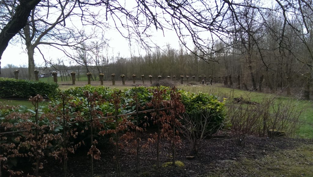 Snoeien en vellen van bomen